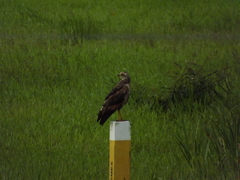 Buteogallus meridionalis