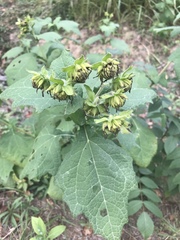 Smallanthus uvedalia