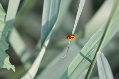 Plagiodera semivittata