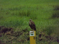 Buteogallus meridionalis