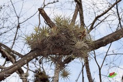 Tillandsia espinosae