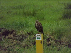 Buteogallus meridionalis