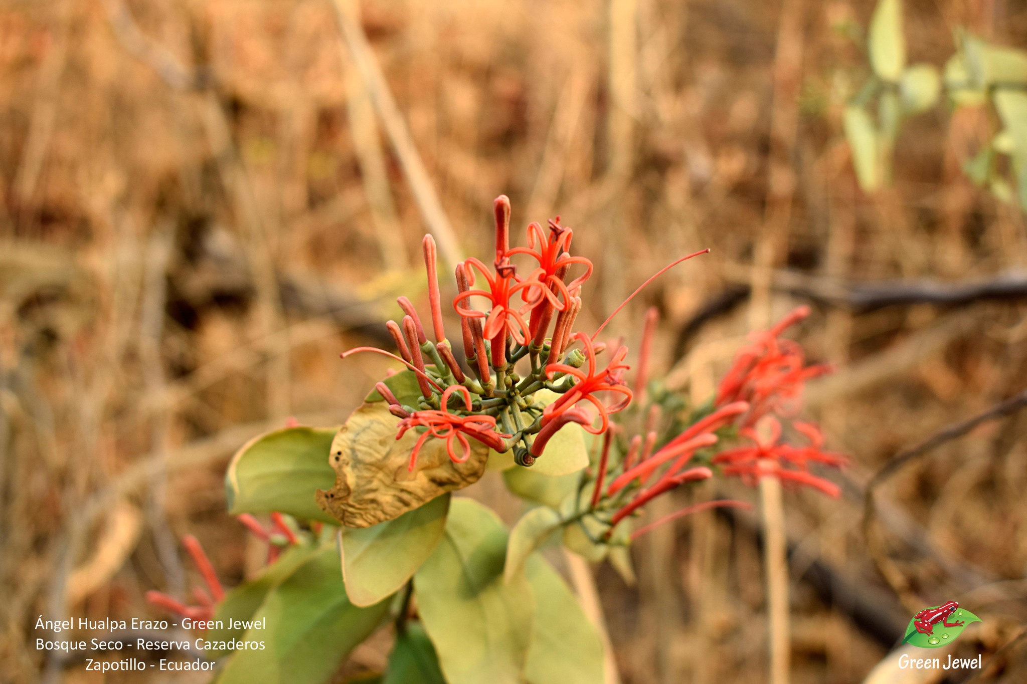 Psittacanthus divaricatus image