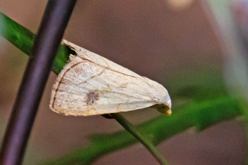 Spotted Grass Moth photo 5