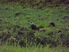 Caracara plancus