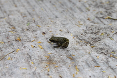 Eleutherodactylus verrucipes