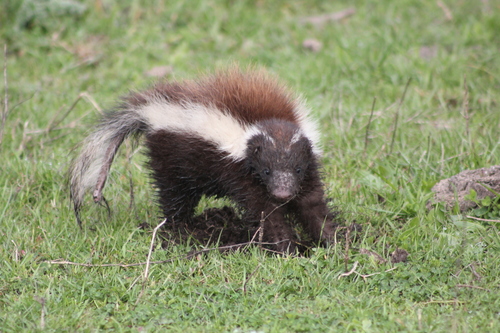 Striped Hog-nosed Skunk (Conepatus semistriatus)