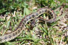Lygophis anomalus
