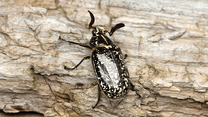Pine Chafer