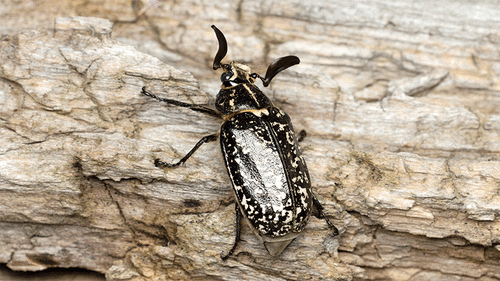 Pine Chafer
