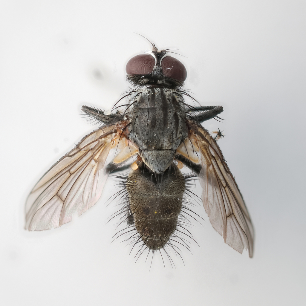 Helina setiventris