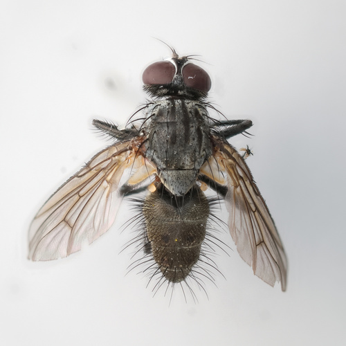 Helina setiventris