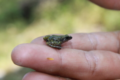 Eleutherodactylus verrucipes