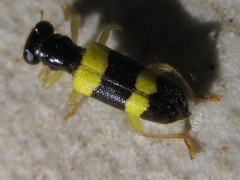 Callimerus latifrons