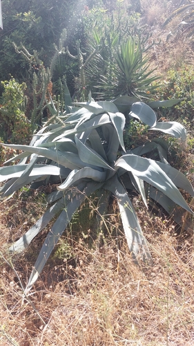 Avistamiento Pita (Agave americana)
