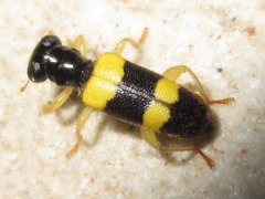 Callimerus latifrons