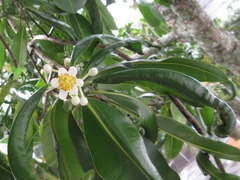 Calophyllum