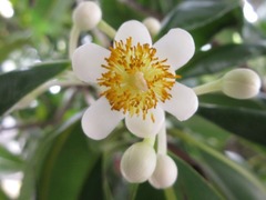 Calophyllum