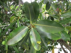 Calophyllum