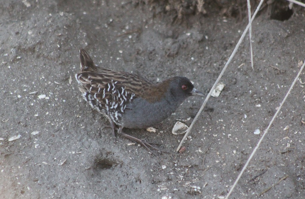 Dot-winged Crake