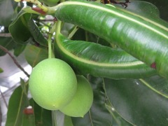 Calophyllum