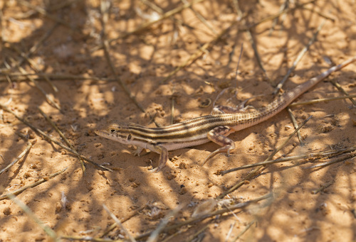 Bosc’s Fringe-toed lizard