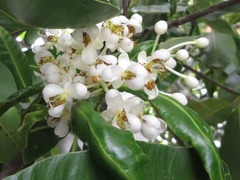 Calophyllum