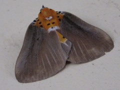 Peridrome orbicularis