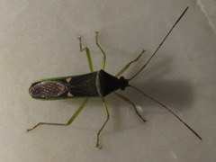 Homoeocerus meniscus