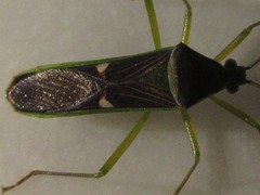 Homoeocerus meniscus