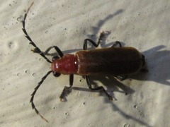 Polemiosilis grandiceps