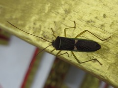 Homoeocerus meniscus