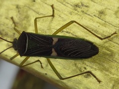 Homoeocerus meniscus