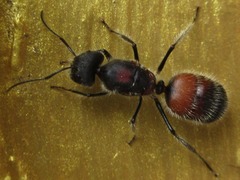 Camponotus mutilarius