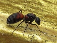 Camponotus mutilarius