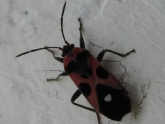 Melanocoryphus melanospiloides