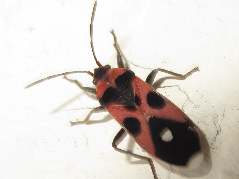 Melanocoryphus melanospiloides