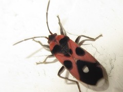 Melanocoryphus melanospiloides