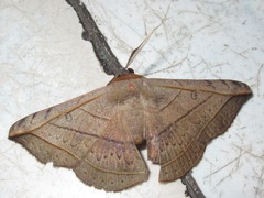 Entomogramma fautrix