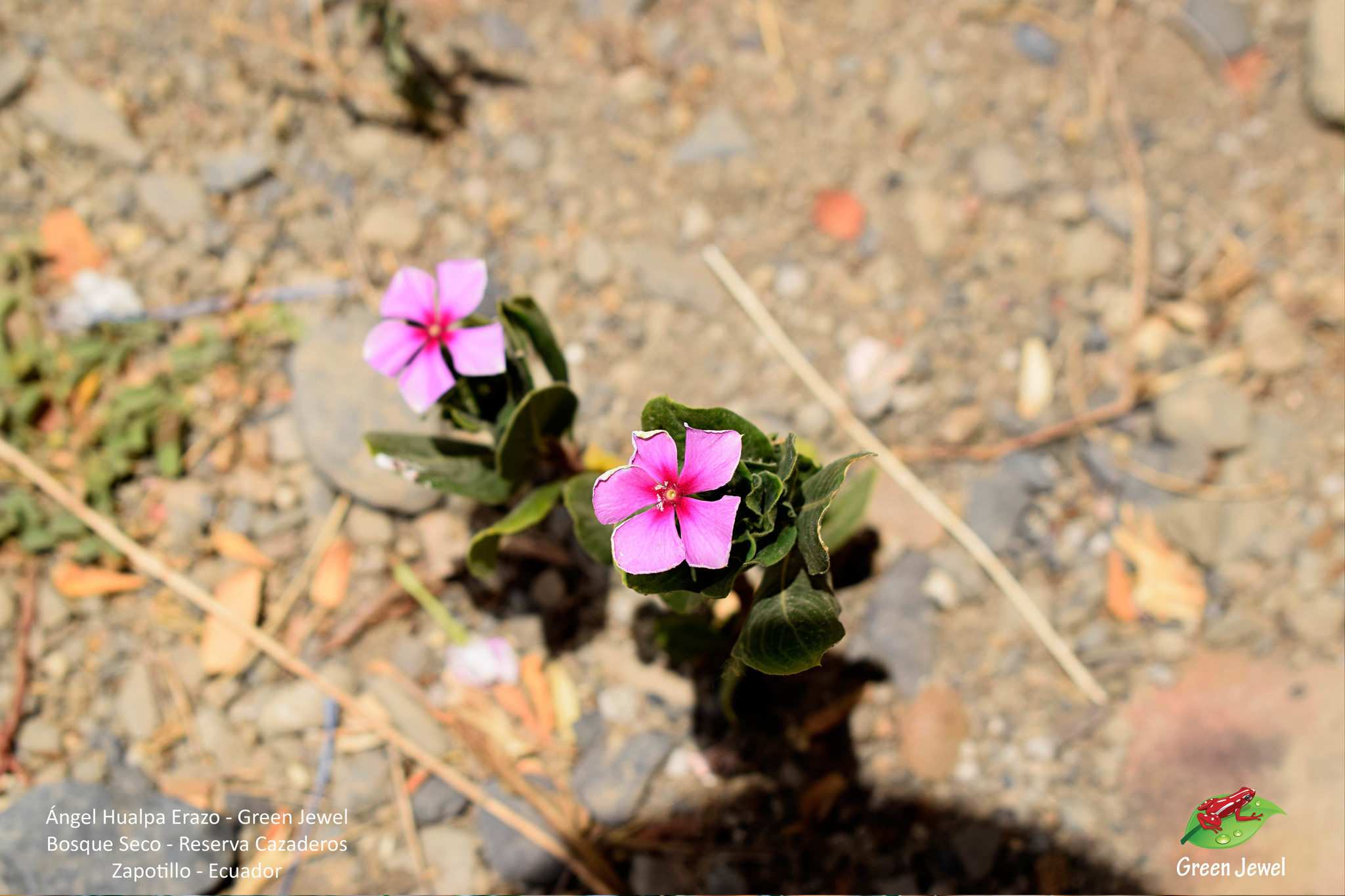 Catharanthus roseus image