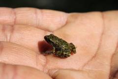 Eleutherodactylus verrucipes