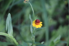 Helenium amphibolum