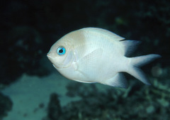 Acanthochromis polyacanthus