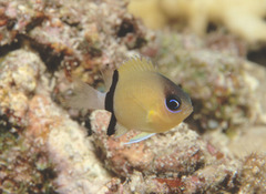 Pycnochromis retrofasciatus