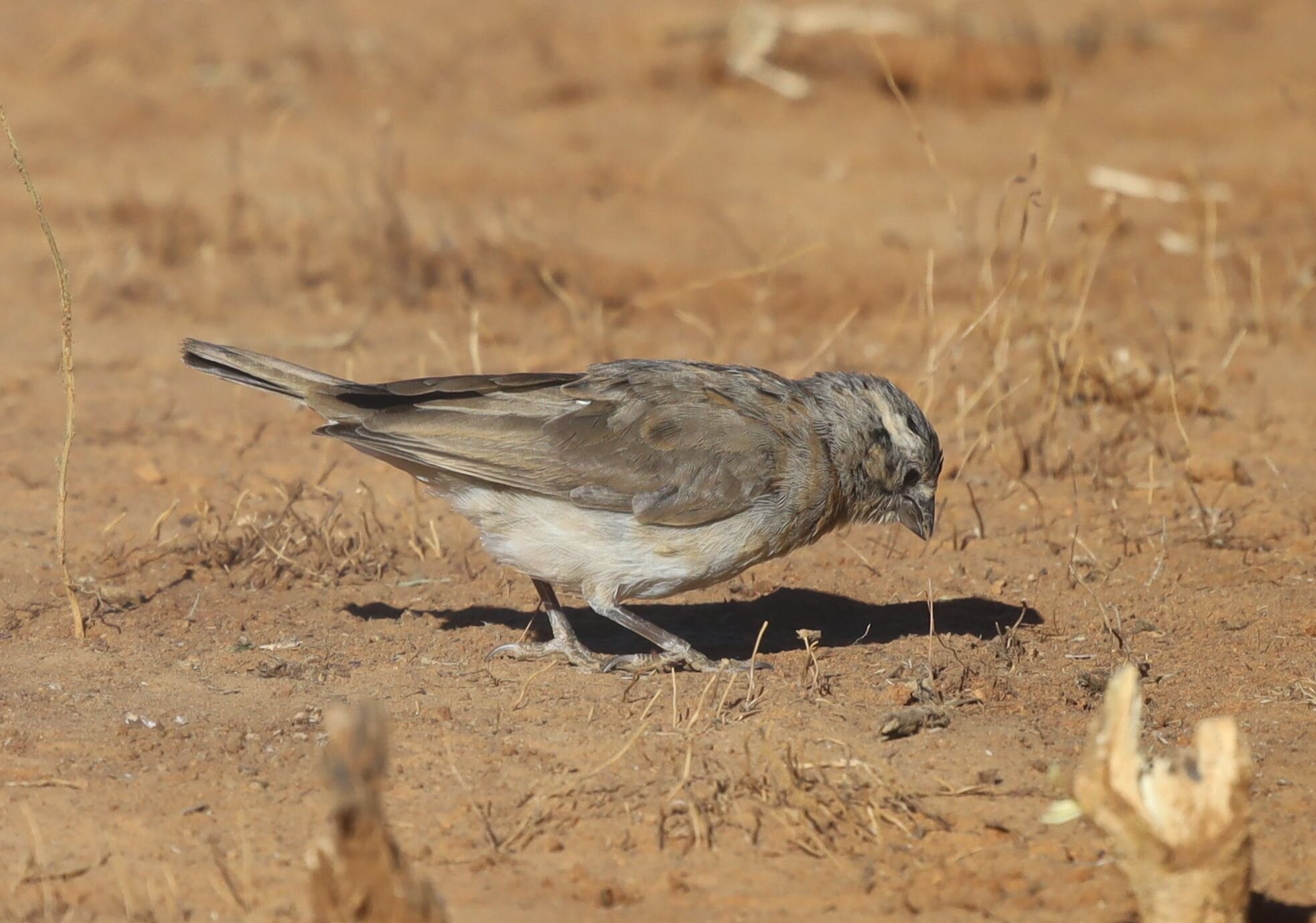 Long-tailed Paradise Whydah