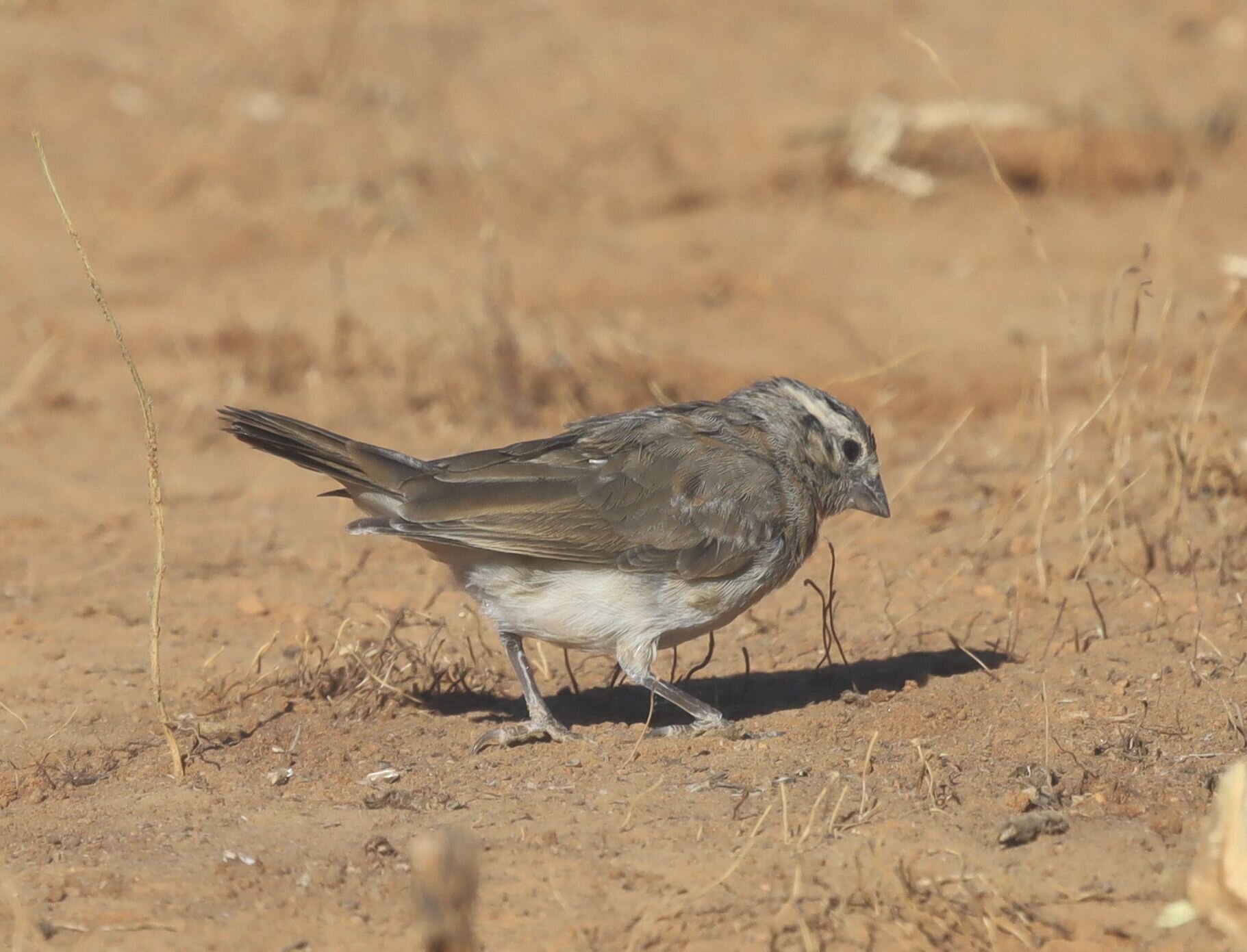 Long-tailed Paradise Whydah