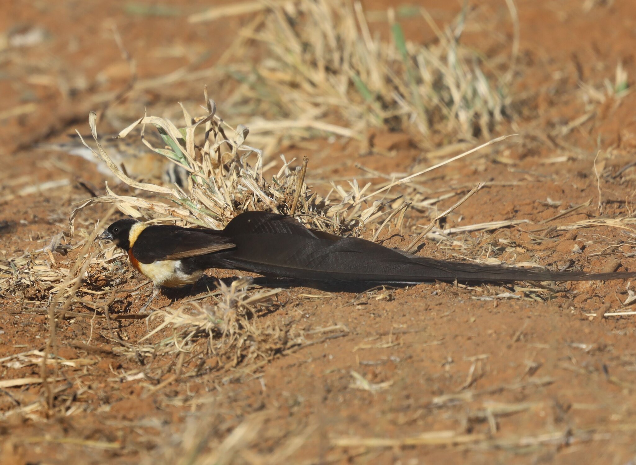 Long-tailed Paradise Whydah