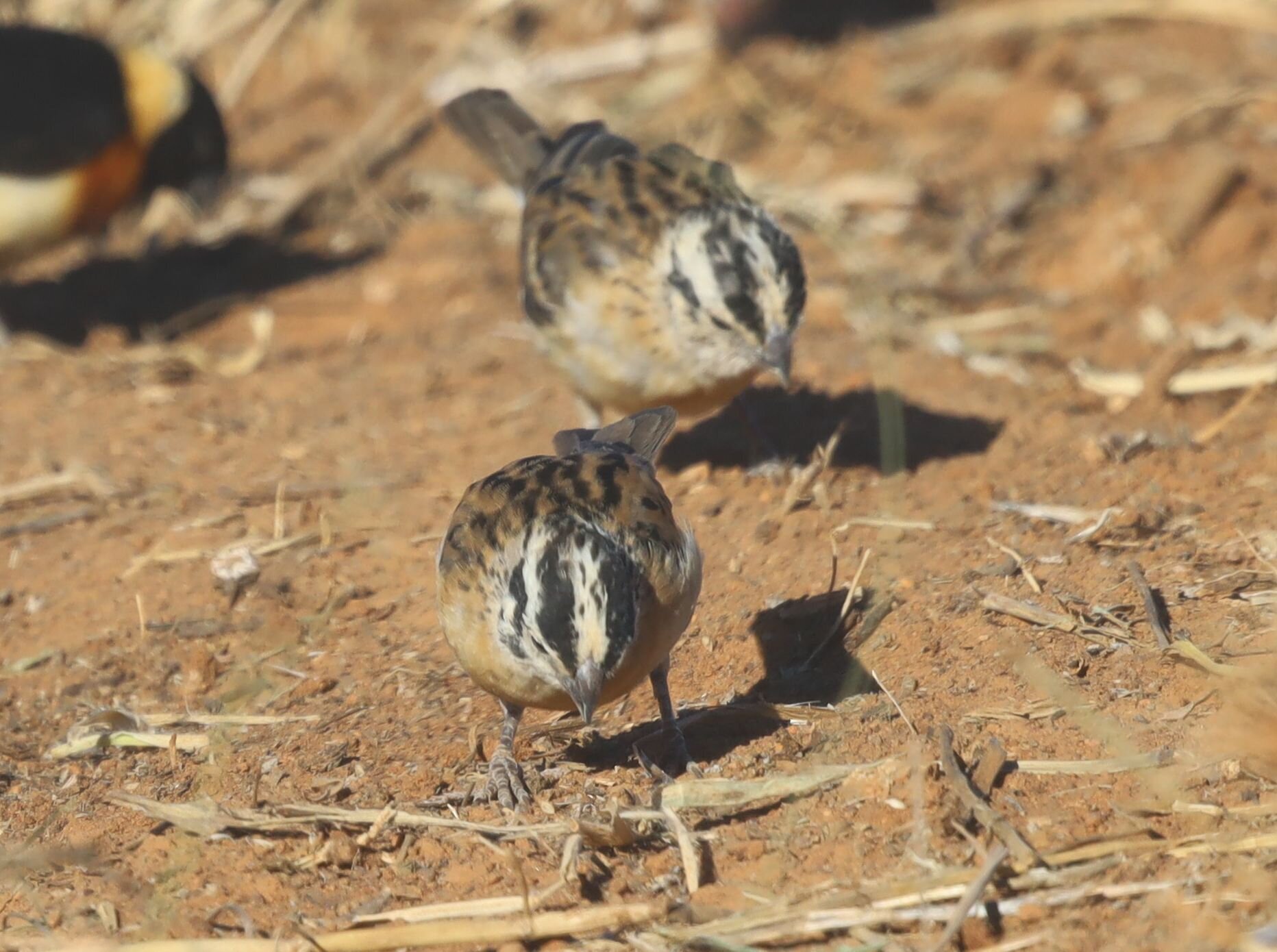 Long-tailed Paradise Whydah