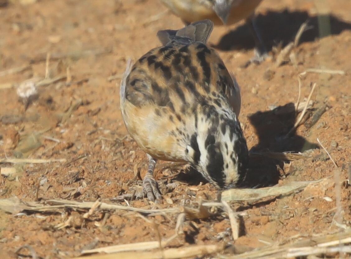 Long-tailed Paradise Whydah