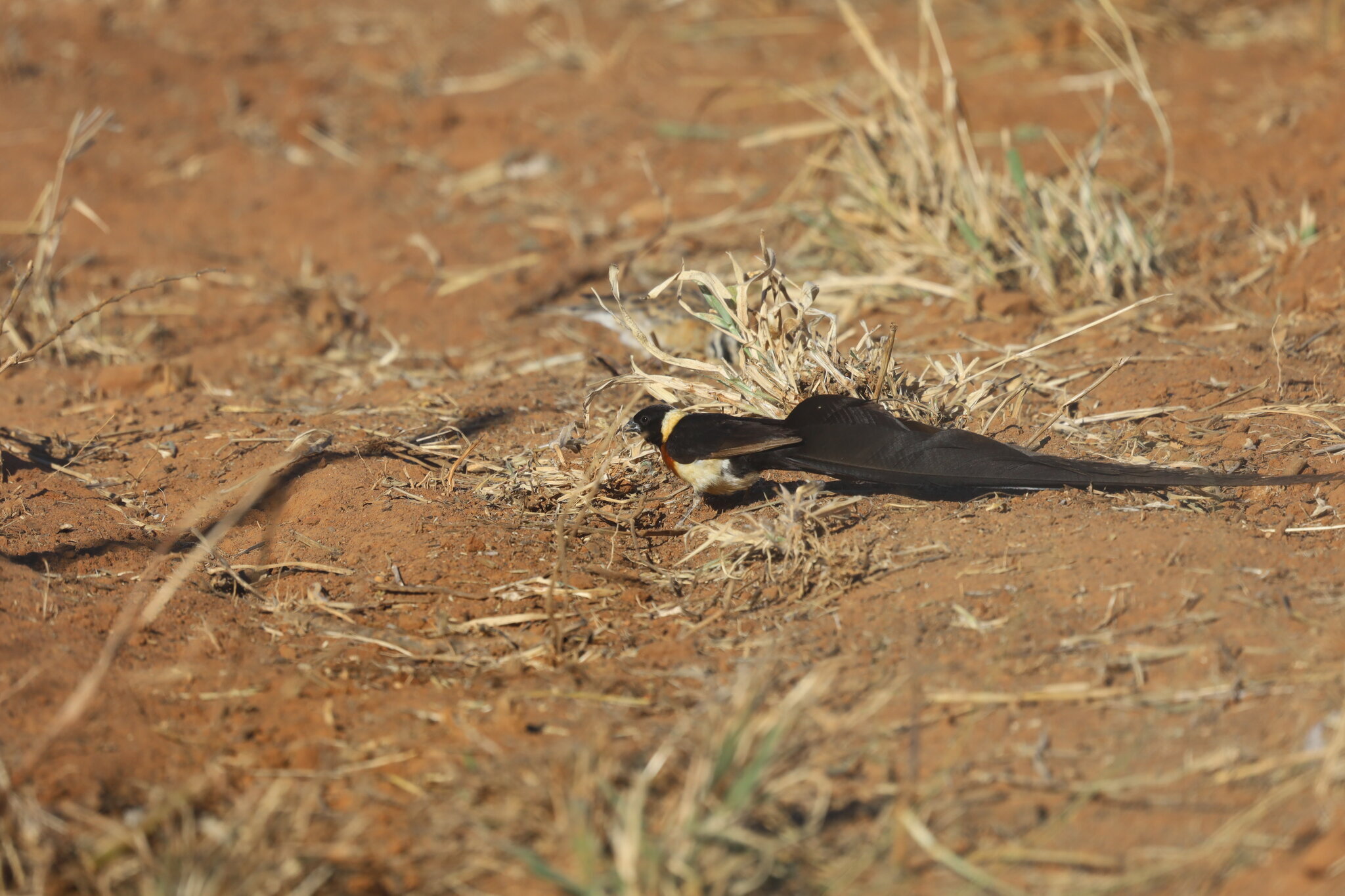 Long-tailed Paradise Whydah